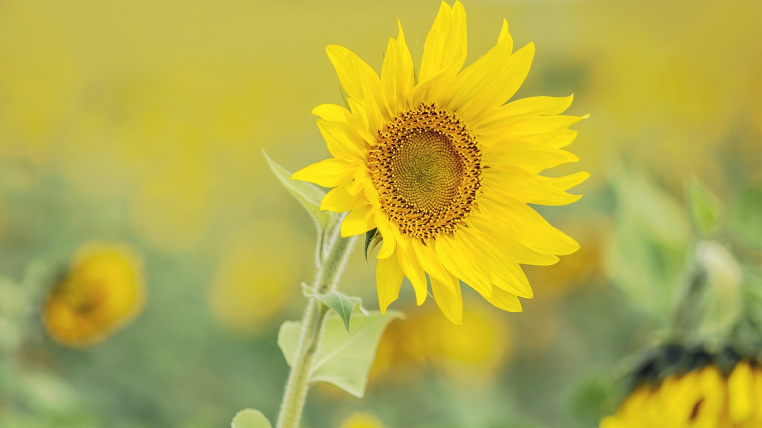 写了两个随机小姐姐视频的Api代码