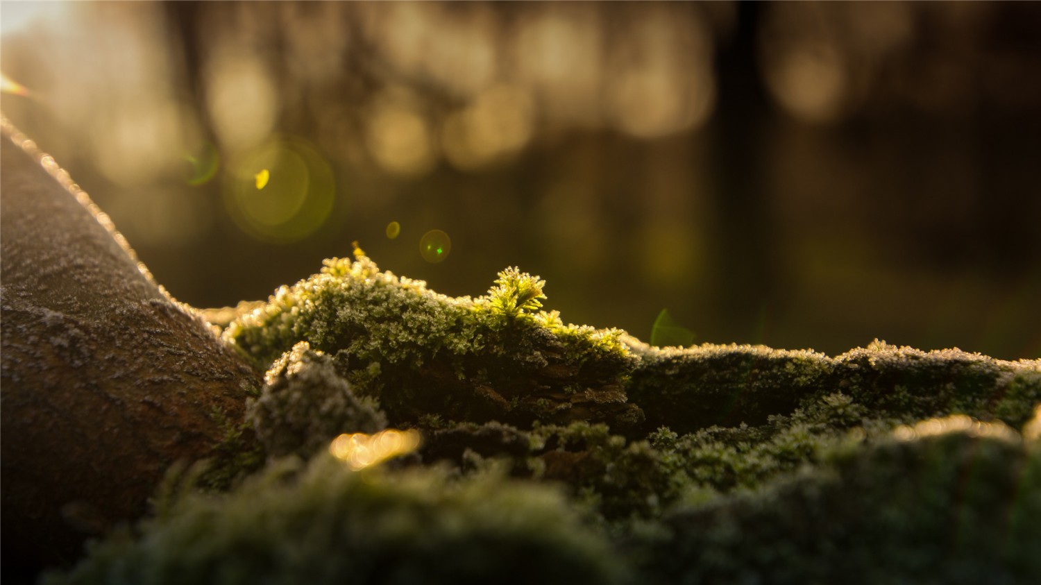 写了两个随机小姐姐视频的Api代码