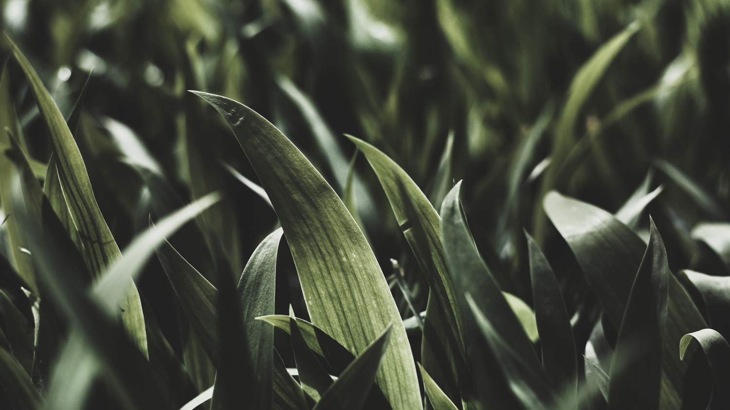 本地搭建网站IP访问统计