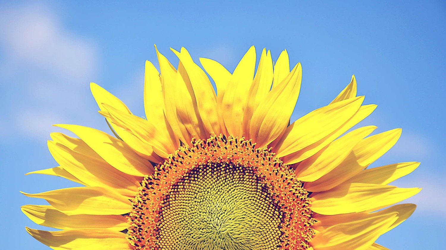 写了两个随机小姐姐视频的Api代码