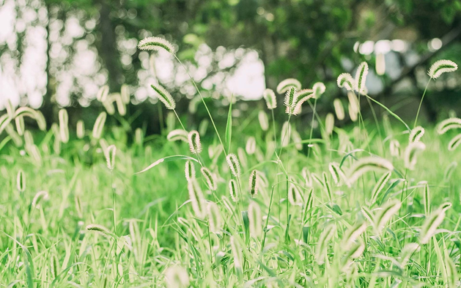 开源分享一个基于Php写的短网址小程序