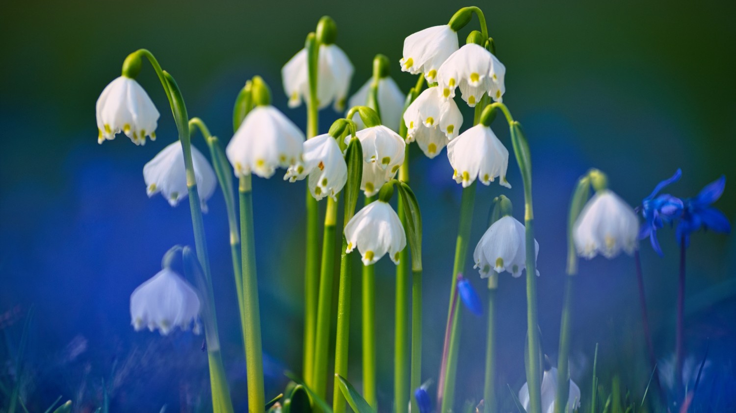 CFT的优选IP使用方法