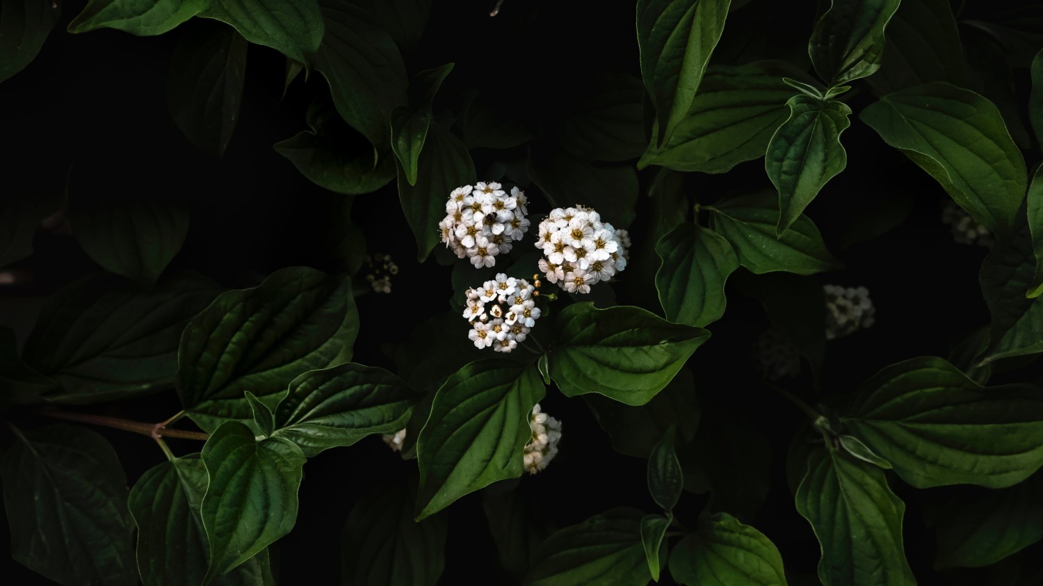 搭建个人防盗链图床