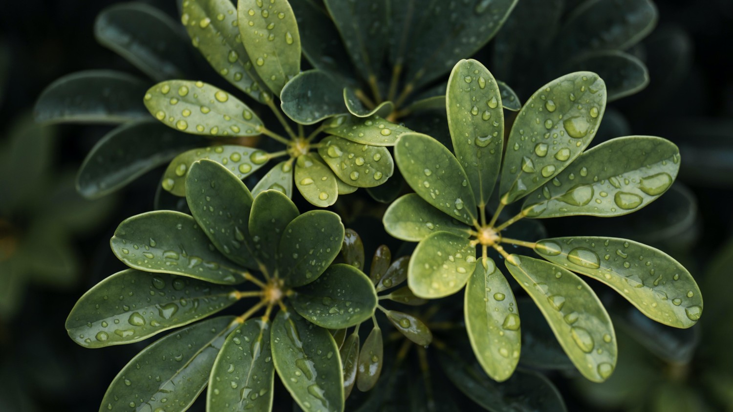 写了两个随机小姐姐视频的Api代码