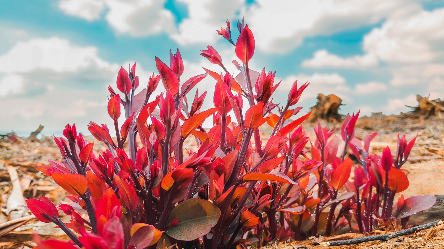 开源简易站点统计2.0