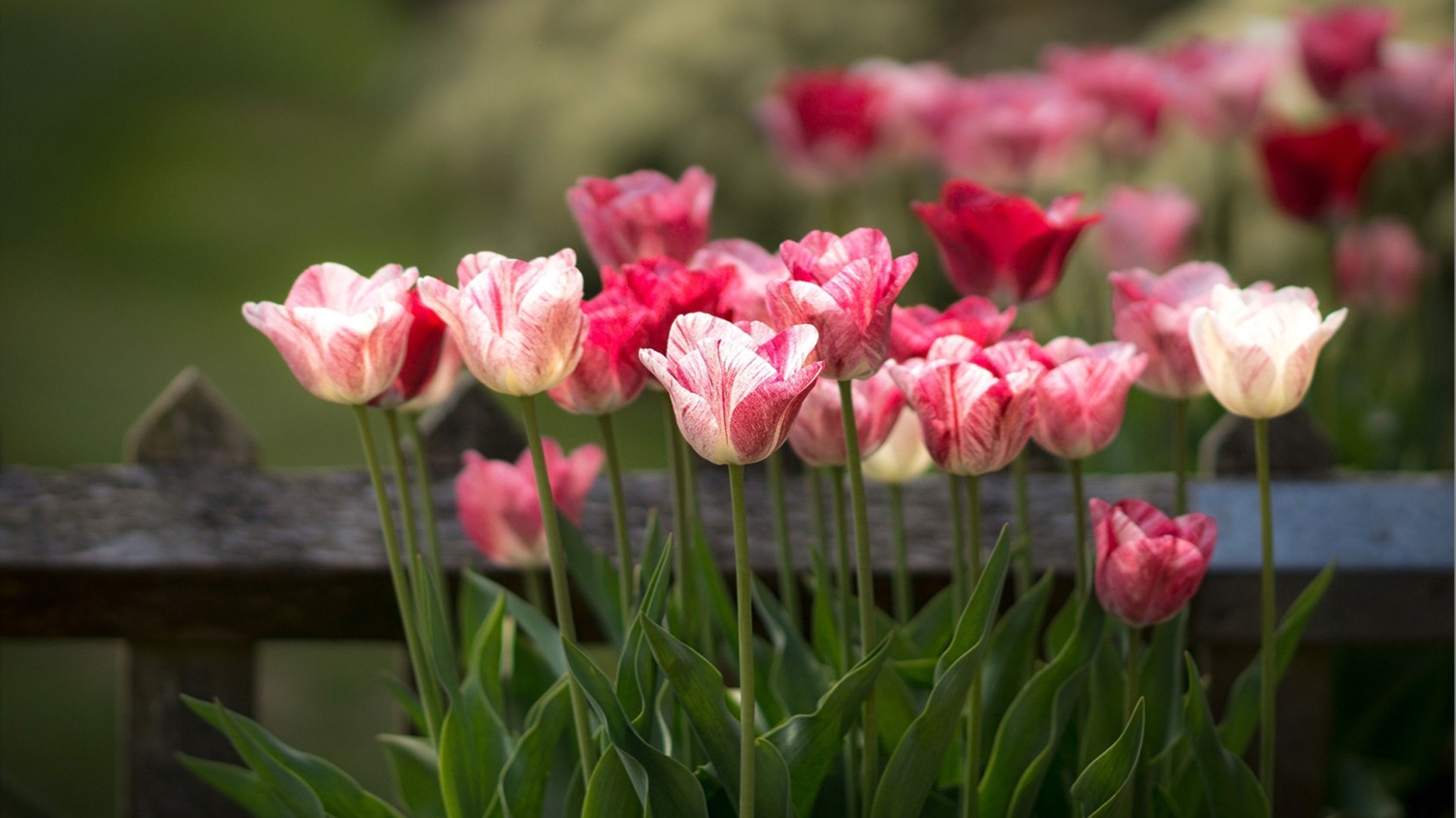 写了两个随机小姐姐视频的Api代码