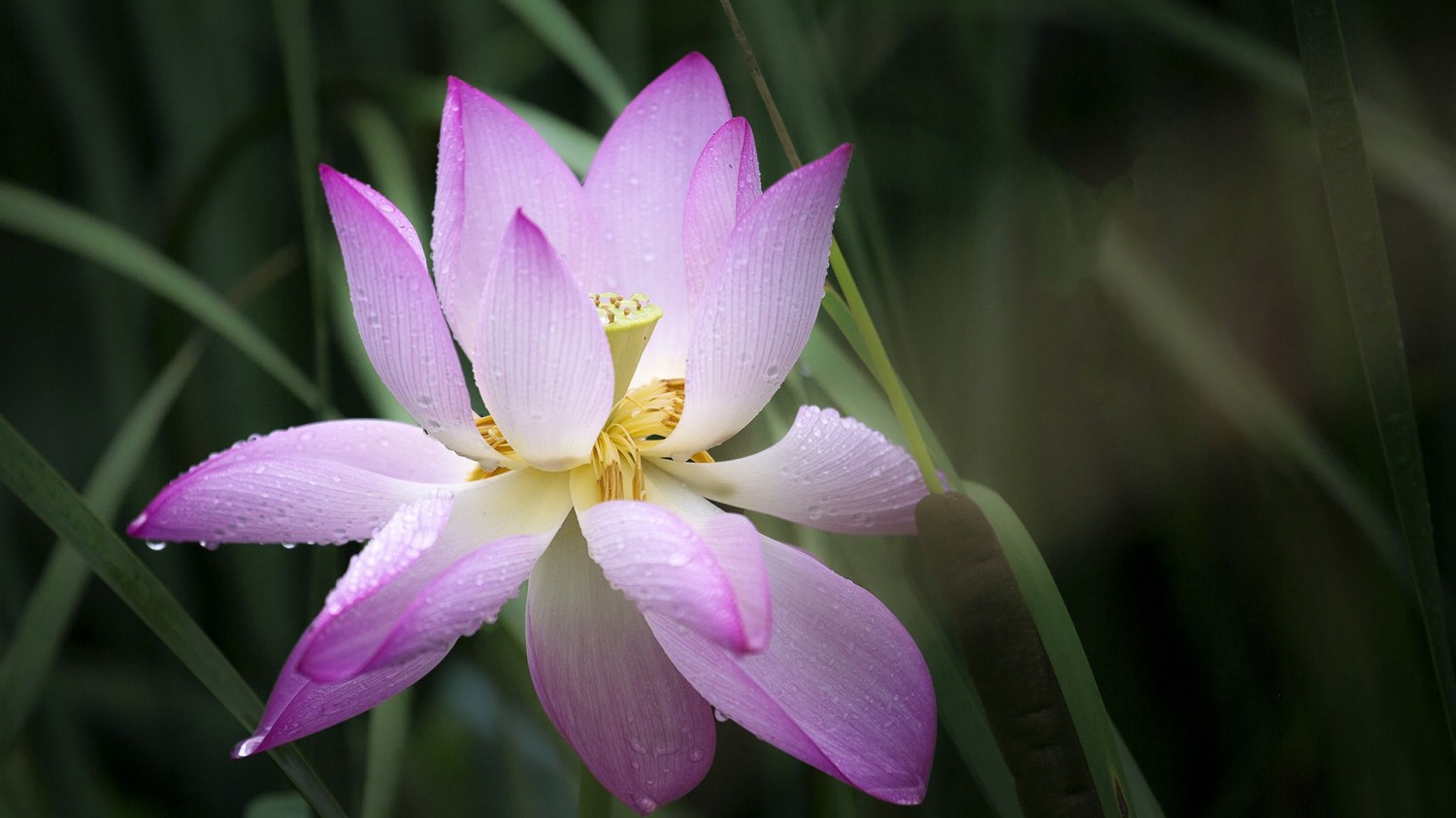 开源简易站点统计2.0