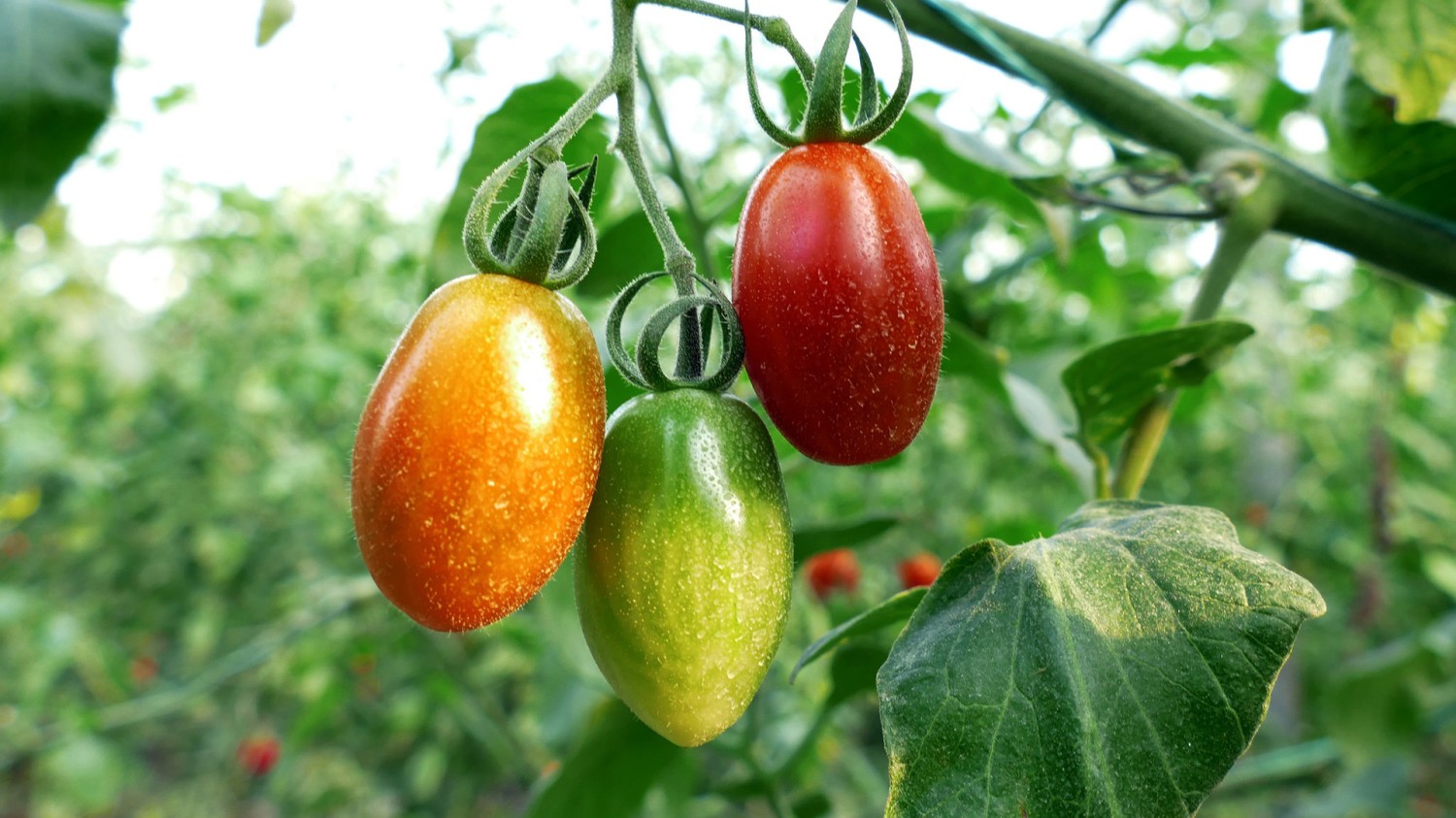 写了两个随机小姐姐视频的Api代码